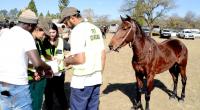 Dundee July horses show improved welfare says Coastal Horse Care Unit