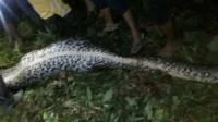 Farmer went missing and his body was found fully clothed in belly of 23 foot python