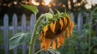 Stop fighting the climate: Expert-approved tips on how to plant for hotter summers