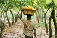 Farmers union backs Ghana’s major Cocobod Cocoa Bill reforms
