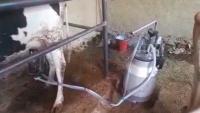 Bamyan Women Turn Traditional Dairy Into a Lifeline