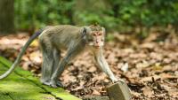 Monkey which attacked 18 people in Indonesia trapped