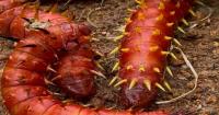 Giant Caterpillars Invade Homes in Gbarnga