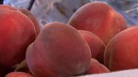 Utah farmers urge consumers to buy local fruit after freeze slashes harvest