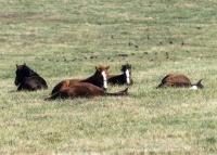 Heider Family Stables Named Sponsor for Blue Grass Farms Online Charity Auction