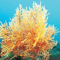 Largest coral forest of Aegean uncovered off Gökçeada coast