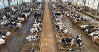 World’s first floating dairy farm put up for sale after seven years