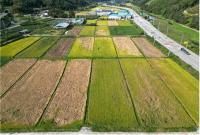 Chinese Planthopper Threatens Korean Rice Farms Again This Year