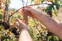 Michigan winemakers have a new climate worry: More wildfire smoke