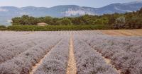 Origins of fragrance: the land and the people