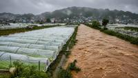 Floodwaters submerged parts of Benguet’s strawberry farm