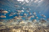 Great Depths