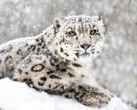 Ladakh to launch India’s first high-altitude wildlife safari, LG approves eco-tourism initiative