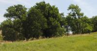 Farmland sale prices hold steady year over year