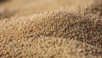 Record maize, soybean harvests reshape export outlook