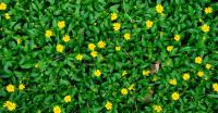 Beautiful, but Singapore Daisy is choking Kerala's native flora