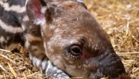 Brazilian tapir calf born at Dartmoor Zoo