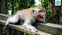 Big relief for Indonesian town as monkey captured after rampage that wounded 18