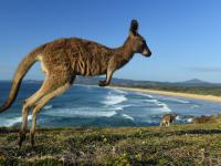 Runaway Swiss wallaby reunited with owner