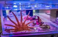 New marine science exhibit opens at Fort Worden