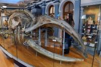 Hull Maritime Museum: Thousands book tickets for reopening of historic maritime museum