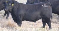 Buyers from five states chase unique Eaglehawk Angus genetics