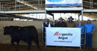 Long-time local buyer secures well-carcased Moogenilla Angus bull at top price