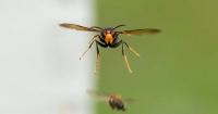 Invasive yellow-legged hornet threat expands to North Carolina from South Carolina