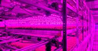 Large-scale ‘vertical farm’ to lay off 73 in Upstate SC as startup collapses and industry stumbles