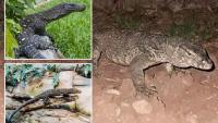 Mystery as terrifying giant venomous lizard on the loose in Italy sparking hunt for aggressive beast with powerful bite