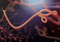 Ebola Cases Reach 4,053 in Democratic Republic of Congo, 1,850 Deaths