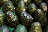 Mexico Deploys Troops to Michoacan Amid Avocado Export Halt