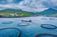 Climate-driven disruption, constrained supply adding volatility to aquaculture markets in the back half of 2026
