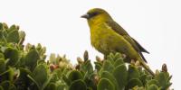 Scientists trace DNA, evolutionary history of Hawaii’s endangered honeycreepers
