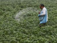 Business News | Weak Monsoon, Weaker Rupee Weigh on Agrochemical Demand, July Exports Provide Support: Report