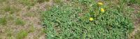 Florida Lawn Weed Control