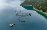 New Zealand King Salmon raises guidance for third time after continued strong performance