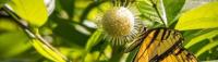 Florida Weeds to Grow (Some are Great Butterfly Plants)