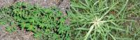 Identifying Florida Lawn Weeds