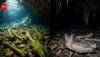 Scientists studied animal bones in South Australia’s underwater caves; those near light carried algae marks while bones in total darkness remained remarkably pristine
