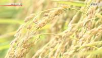 Japan's food self-sufficiency touches record low level