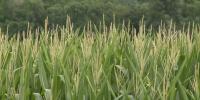 Virginia farmers statewide now eligible for USDA drought emergency loans