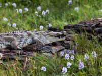  Rising Kenyan lakes push crocodiles closer to homes 
