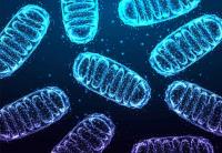 University of Cambridge to lead new centre for study of mitochondrial diseases with £50m MRC grant