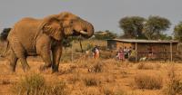 Farmers in Kenya dispute that cyanide poisoning could have killed 15 elephants