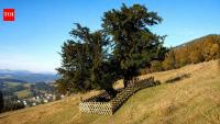 Germany's oldest known tree identified as a 1,100-year-old yew growing in the Bavarian Alps