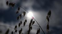Heat wave economy: Why investors are watching Europe's weather