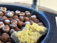 When Students Grow Their Own Food, Something Bigger Takes Root
