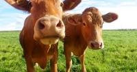 US dairy farm numbers set to fall below 20,000 amid industry consolidation