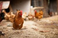 Victoria poultry farms locked down over bird flu fears